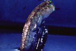 Periophthalmus sp. - 